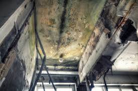 Mold Odor Removal Services in Wolfe City, TX